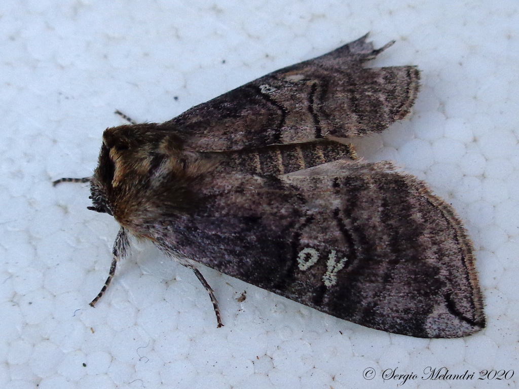 Noctuidae da ID - No, Drepanidae: Tethea or